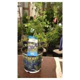 Northland Blueberry 1.5 gallon pot