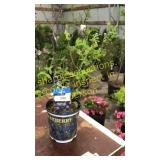 Northland Blueberry 1.5 gallon pot