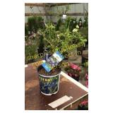 Northland Blueberry 1.5 gallon pot