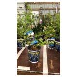 Northland Blueberry 1.5 gallon pot