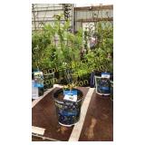 Northland Blueberry 1.5 gallon pot
