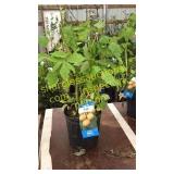 Fall Gold Raspberry 1.5 gallon pot