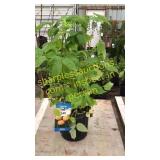 Fall Gold Raspberry 1.5 gallon pot