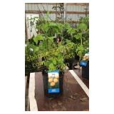 Fall Gold Raspberry 1.5 gallon pot