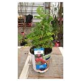 Heritage Raspberry 1.5 gallon pot