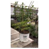 Lime Light Hydrangea 3 gallon pot