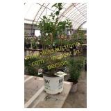 Lime Light Hydrangea 3 gallon pot