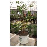 Lime Light Hydrangea 3 gallon pot