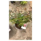 Apricot Drift Rose 3 gallon pot
