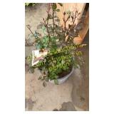 Apricot Drift Rose 3 gallon pot