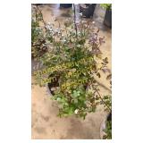 Apricot Drift Rose 3 gallon pot