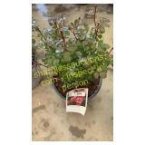 Apricot Drift Rose 3 gallon pot