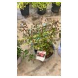 Apricot Drift Rose 3 gallon pot