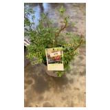 Red Drift Rose 3 gallon pot