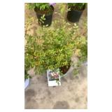 Red Drift Rose 3 gallon pot