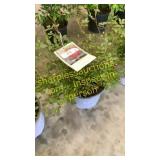 Red Drift Rose 3 gallon pot