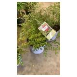 Red Drift Rose 3 gallon pot