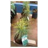 White Pine 1 gallon pot (QTY X 5)