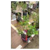 Dwarf Korean Lilac 1 gallon pot