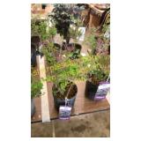 Dwarf Korean Lilac 1 gallon pot