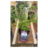 Dwarf Korean Lilac 1 gallon pot