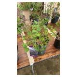 Dwarf Korean Lilac 1 gallon pot