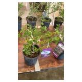 Dwarf Korean Lilac 1 gallon pot