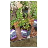 Dwarf Korean Lilac 1 gallon pot