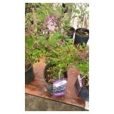 Dwarf Korean Lilac 1 gallon pot