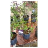 Dwarf Korean Lilac 1 gallon pot