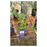 Dwarf Korean Lilac 1 gallon pot