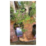 Dwarf Korean Lilac 1 gallon pot
