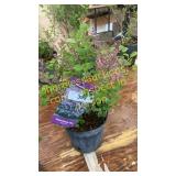 Dwarf Korean Lilac 1 gallon pot
