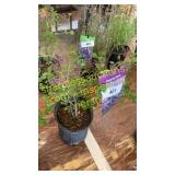 Dwarf Korean Lilac 1 gallon pot