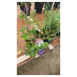 Dwarf Korean Lilac 1 gallon pot