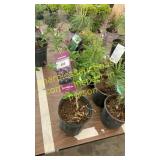 Dwarf Korean Lilac 1 gallon pot