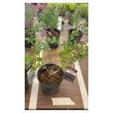 Dwarf Korean Lilac 1 gallon pot