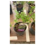 Dwarf Korean Lilac 1 gallon pot