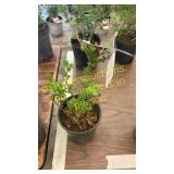 Dwarf Korean Lilac 1 gallon pot