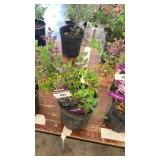 Dwarf Korean Lilac 1 gallon pot