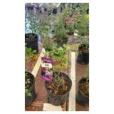 Dwarf Korean Lilac 1 gallon pot