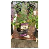 Dwarf Korean Lilac 1 gallon pot