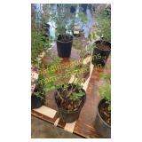 Dwarf Korean Lilac 1 gallon pot