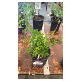 Dwarf Korean Lilac 1 gallon pot