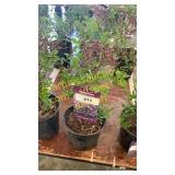 Dwarf Korean Lilac 1 gallon pot