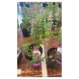Dwarf Korean Lilac 1 gallon pot
