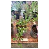 Dwarf Korean Lilac 1 gallon pot