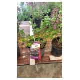 Dwarf Korean Lilac 1 gallon pot