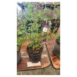 Dwarf Korean Lilac 1 gallon pot