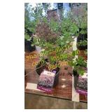 Dwarf Korean Lilac 1 gallon pot